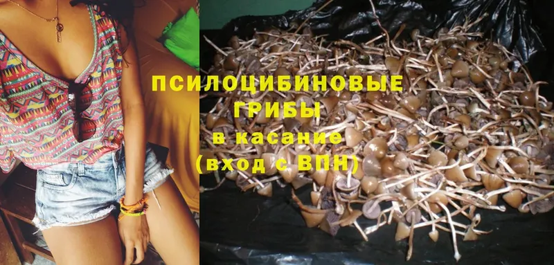 Галлюциногенные грибы Psilocybe  Зуевка 